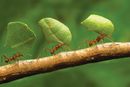 科学大家|蚂蚁与人类：道德与成就