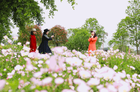 温州藏着超美的“莫奈花园”！