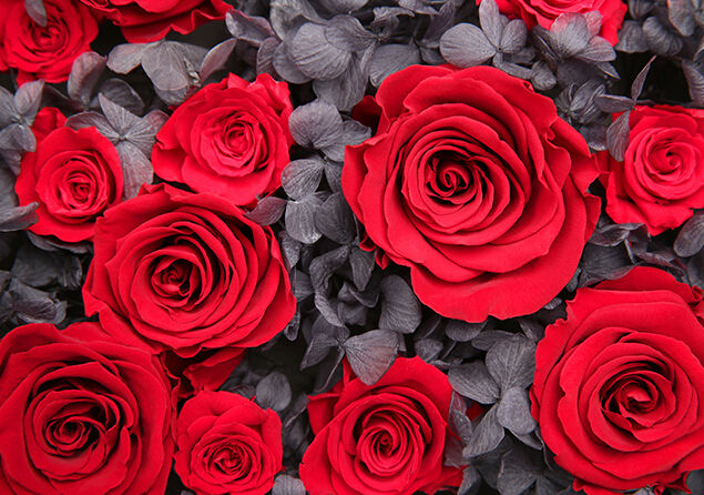  红玫瑰花语是什么