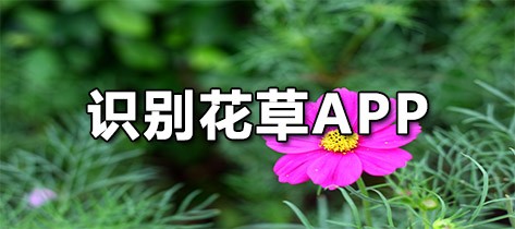 识别花草