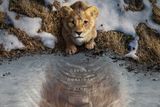 《狮子王：木法沙传奇》首曝预告 追溯起源故事