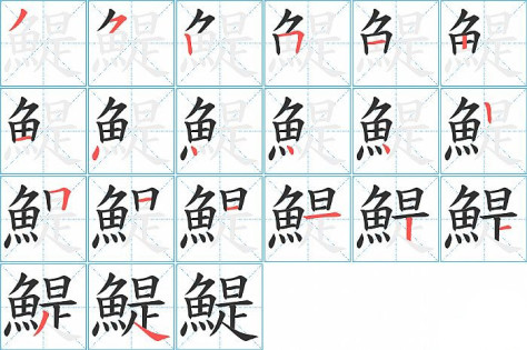 鯷的笔顺分步演示图