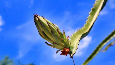 乡下随手拍些小风景，花花果果醉惹人