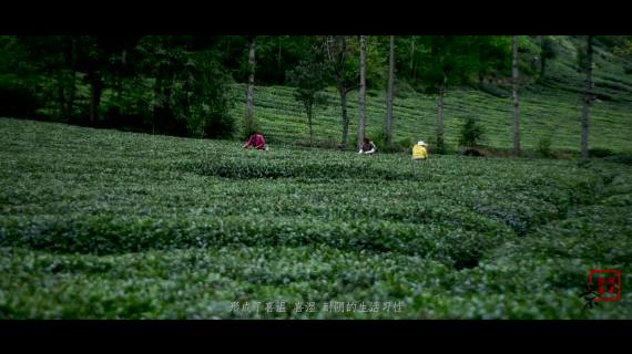 陇南绿茶宣传片