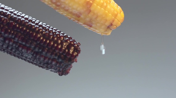 玉米产品视频