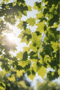 夏日阳光清新树叶图片壁纸