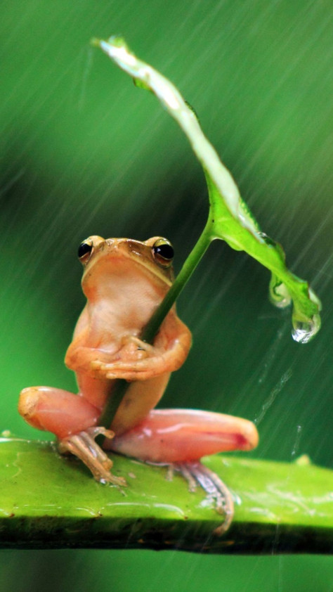 雨中绿叶植物养眼手机壁纸