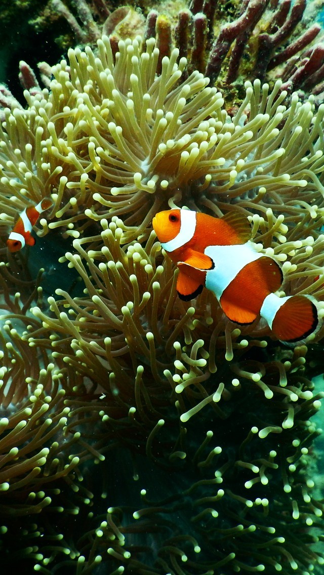 色彩绚丽的海底生物鱼图片壁纸