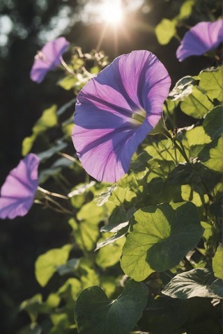 唯美护眼花卉牵牛花高清图片壁纸