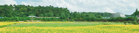 夏日旅游“上新”丨花开正盛！快来解锁波斯菊版“莫奈花园”