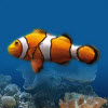 梦幻3D热带鱼水族箱屏保(Marine Aquarium)v3.3.6041 汉化破解版