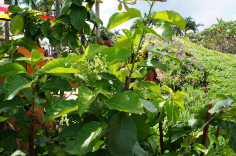 面包花或无花果植物。 在马来语中，它被称为克西当。 生长在热带地区。 在传统医学中广泛用作草药。