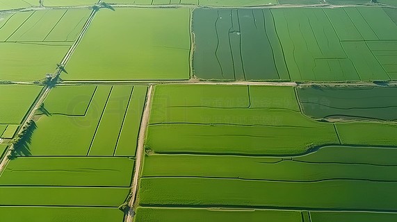 一望无际的水稻田banner背景图