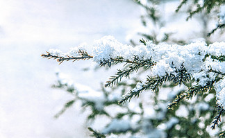 内蒙古冬季松树雪景