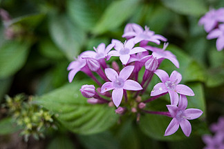 高清实拍秋天秋季紫色花朵特写高清摄影素材