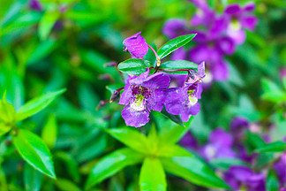 紫色小花朵高清特写素材