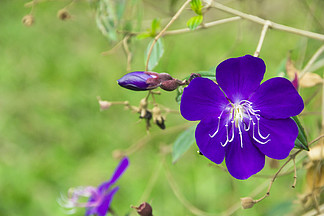花卉摄影素材蓝紫色野牡丹特写