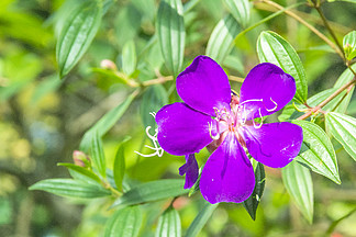 花卉摄影素材紫色野牡丹