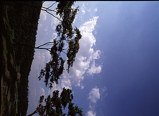 树天空木本植物景观树木森林植物维管植物松树公园户外云太阳木材草坪户外云分支季节夏天气氛叶子日落环境叶片农村轮廓分支障碍冬季自然风景何鸿燊