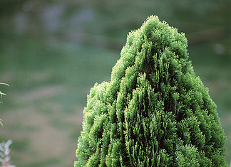 棒状苔藓蕨类植物植物维管束植物草本植物冷杉仙人掌森林松树密林天然植物植物区系园林生长景观针枝季节植物学常绿植物荆棘叶脉环境尖锐沙漠户外夏季花朵肉质冬季森林特写pl