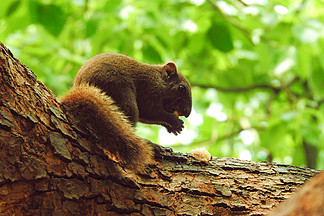 西湖边树上吃松子的松鼠野生动物摄影图