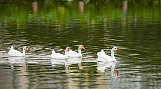 游在水面的一群大白鹅摄影图片素材