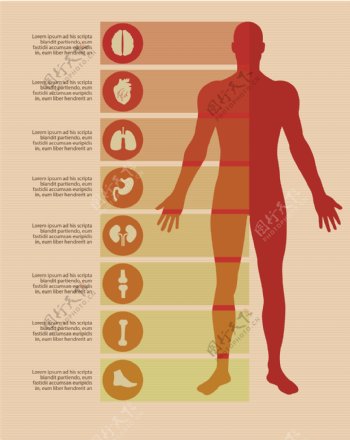男性人体图表信息元素