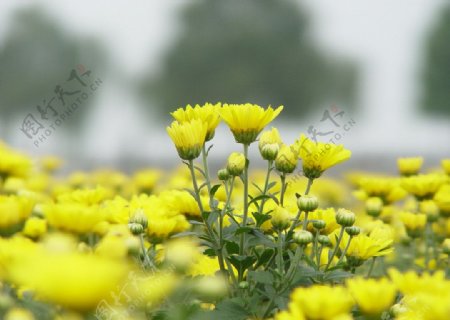 菊花图片