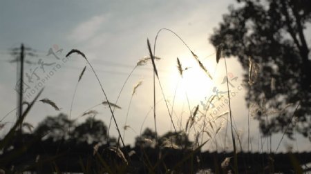 逆光芦苇实拍视频素材