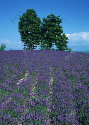 薰衣草花田