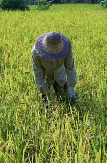 五常大米稻田地图片