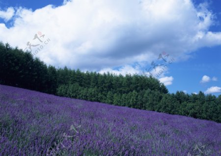 薰衣草花田