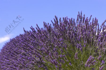 薰衣草花田里的勃勃生机图片图片