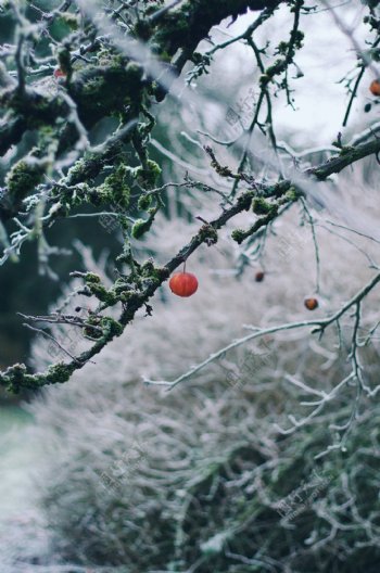 雪景树木