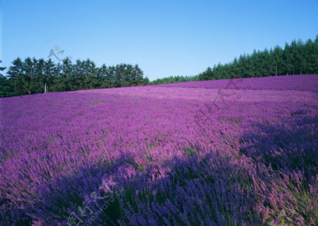 薰衣草花田