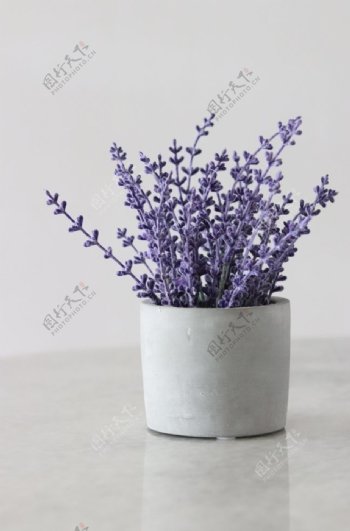 紫色的薰衣草图片