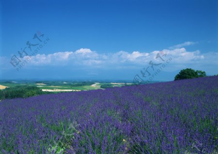 薰衣草花田