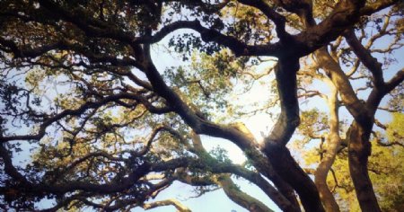 4K视频素材树木阳光