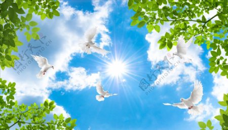 树叶鸽子阳光蓝天吊顶图片