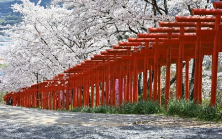 樱花树牌坊神社