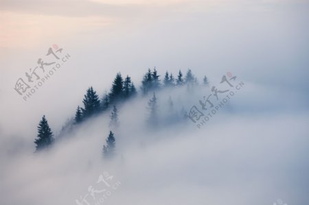大雾笼罩的树林图片