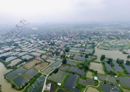 航拍江门鹤山古劳水乡图片