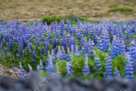 薰衣草花田