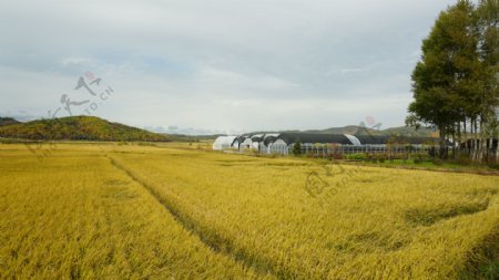 红旗村稻田地