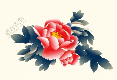 牡丹花素材插画图片