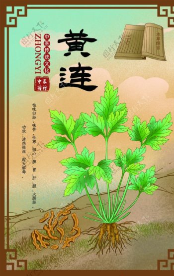 中草药药材植物海报图片