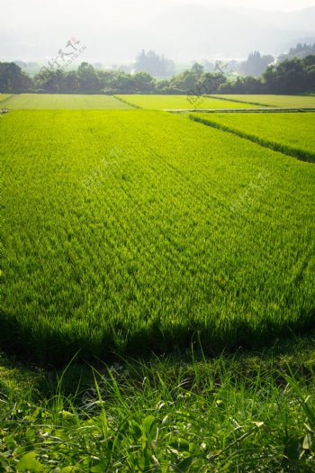 田地植物绿化农田水田