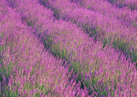 薰衣草花田