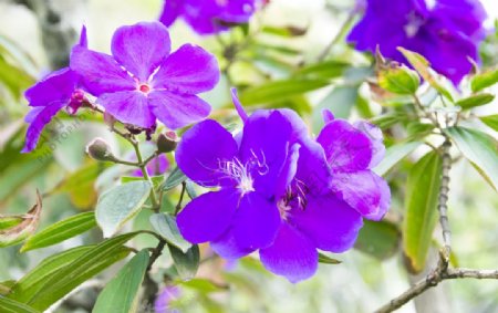 花卉摄影素材紫色野牡丹花图片