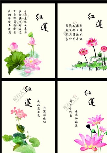 莲花明信片